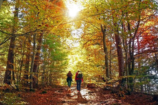 Best Collingwood and Blue Mountain Hikes